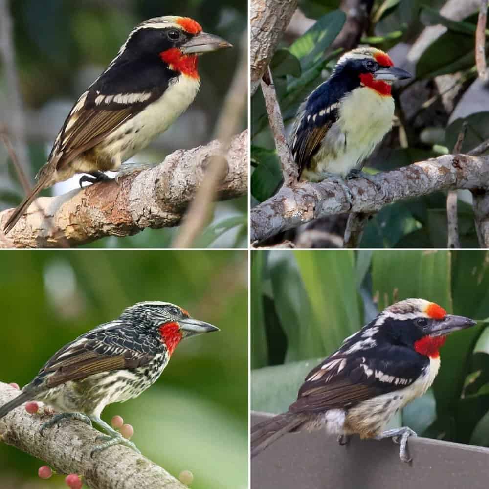 The Graceful Black Spotted Barbet A Bird Of Unique Beauty And Song
