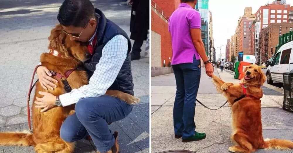 The Heartwarming Daily Routine Of A Hugging Golden Retriever