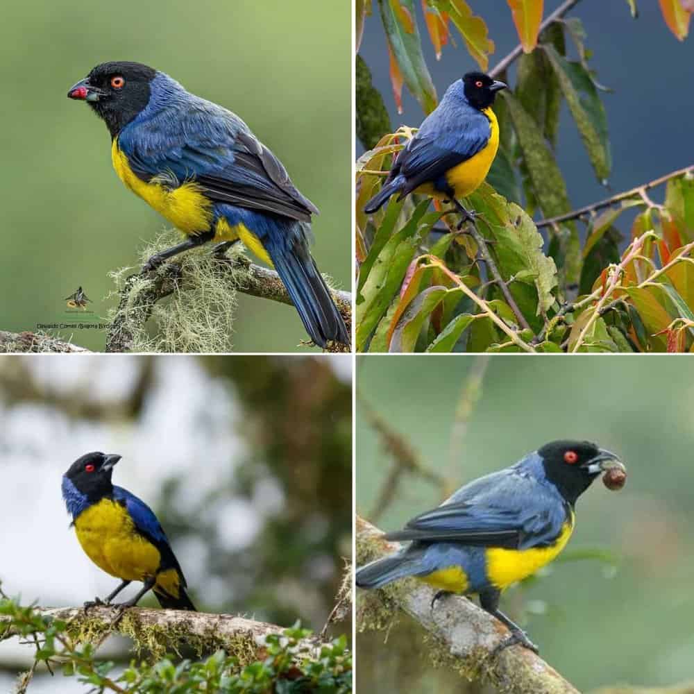 The Hooded Mountain Tanager A Vivid Jewel Of The Andean Highlands