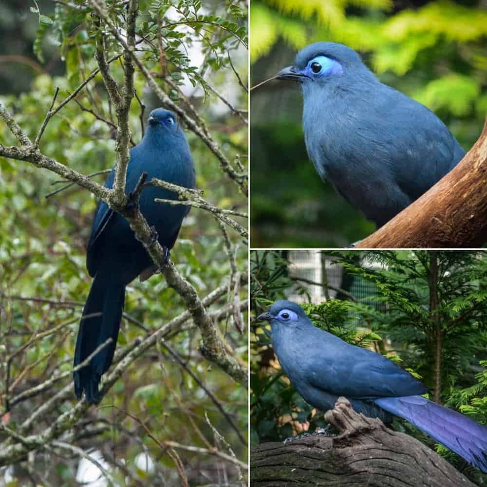 The Majestic Blue Coua A Jewel Of Madagascars Skies