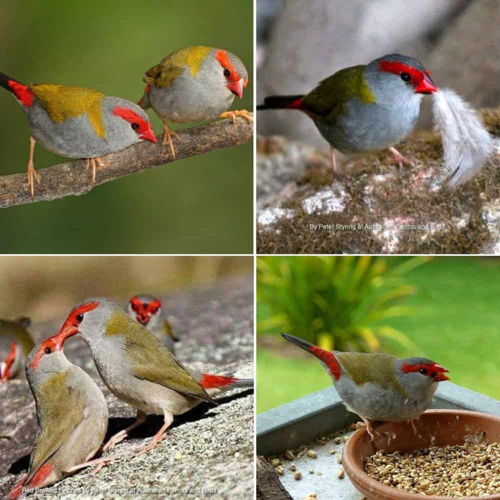 The Red Browed Finch Subtle Beauty In The Australian Landscape