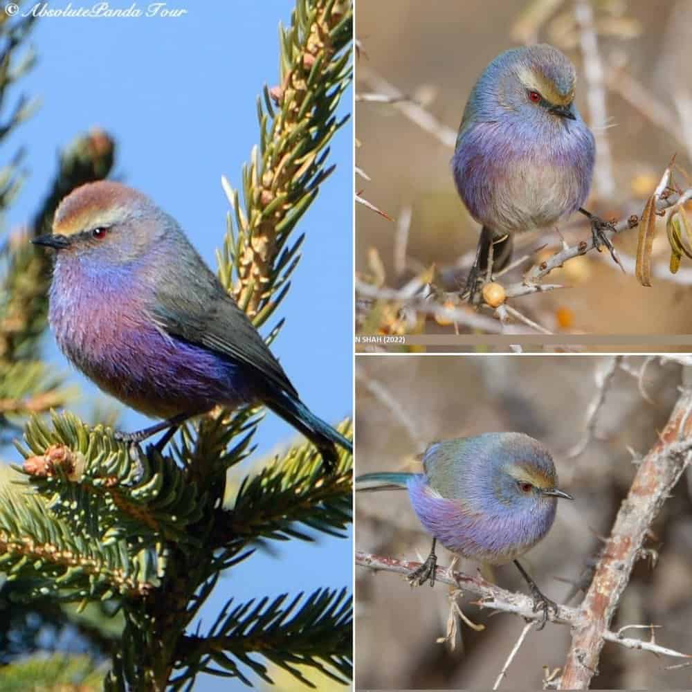 The Stunning Beauty Of Sophies Multicolor Carbonite A Natural Marvel