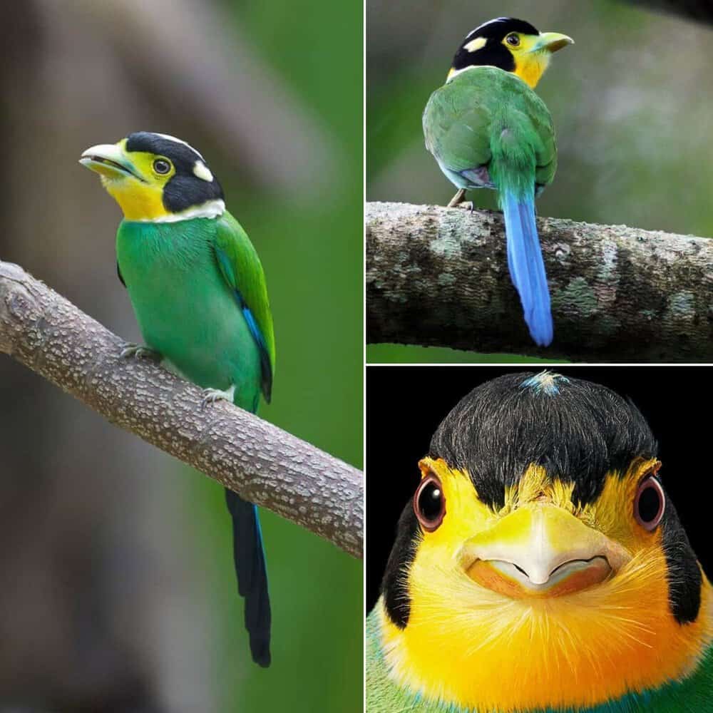 The Stunning Long Tailed Broadbill A Bird Of Vibrant Green Beauty