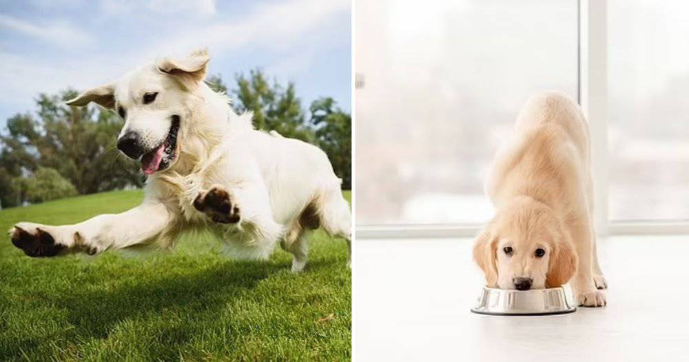 The True Cost Of Owning A Dog What Dog Owners In The U S Are Spending Over A Pet's Lifetime