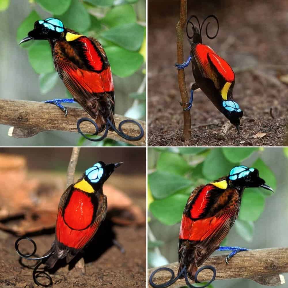 The Vibrant Wonder Of Wilsons Bird Of Paradise