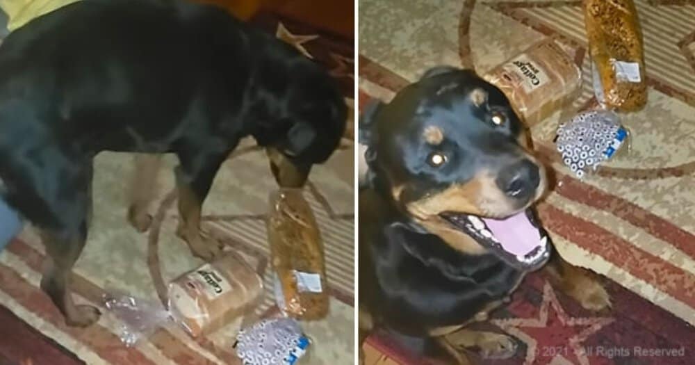 This Dog’s Mission Safeguarding Her Owner’s Bread