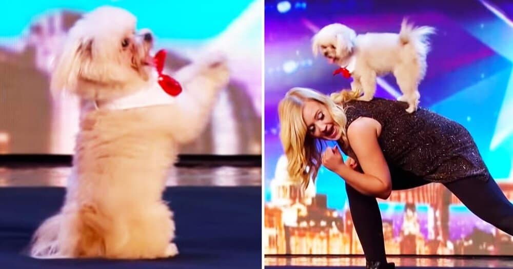 Tiny Dog Wows Britain’s Got Talent Judges With Charming Performance