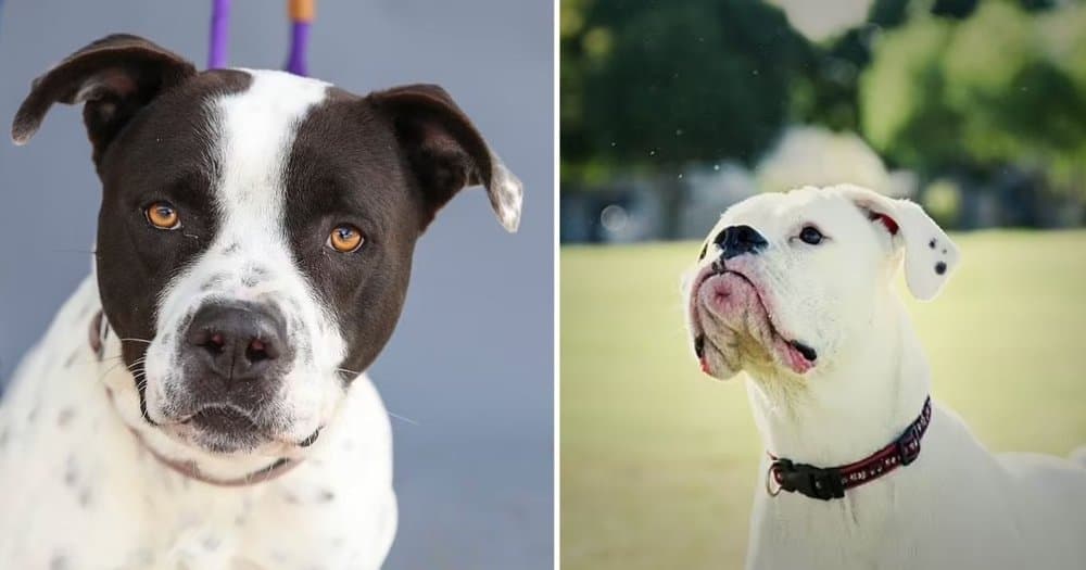 Top Dog Breeds Known For Their Excellent Behavior