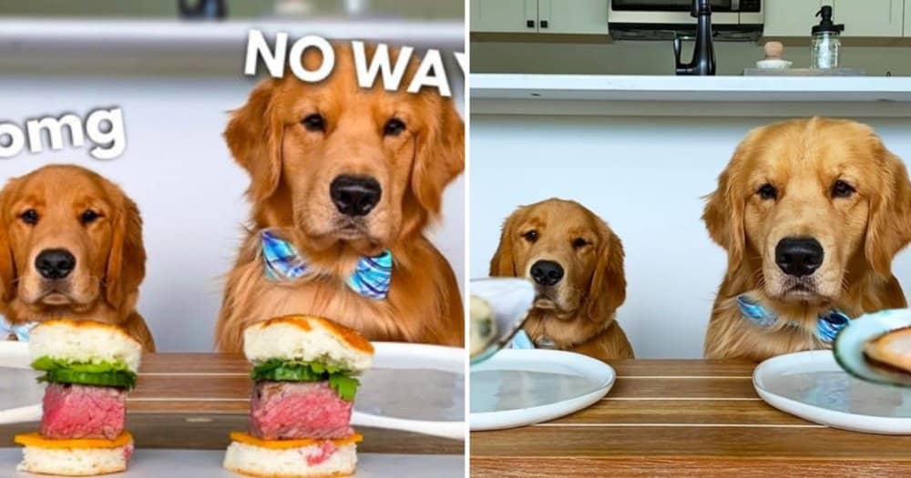 Tucker And Homer Share Their Opinions On Different Dog Foods