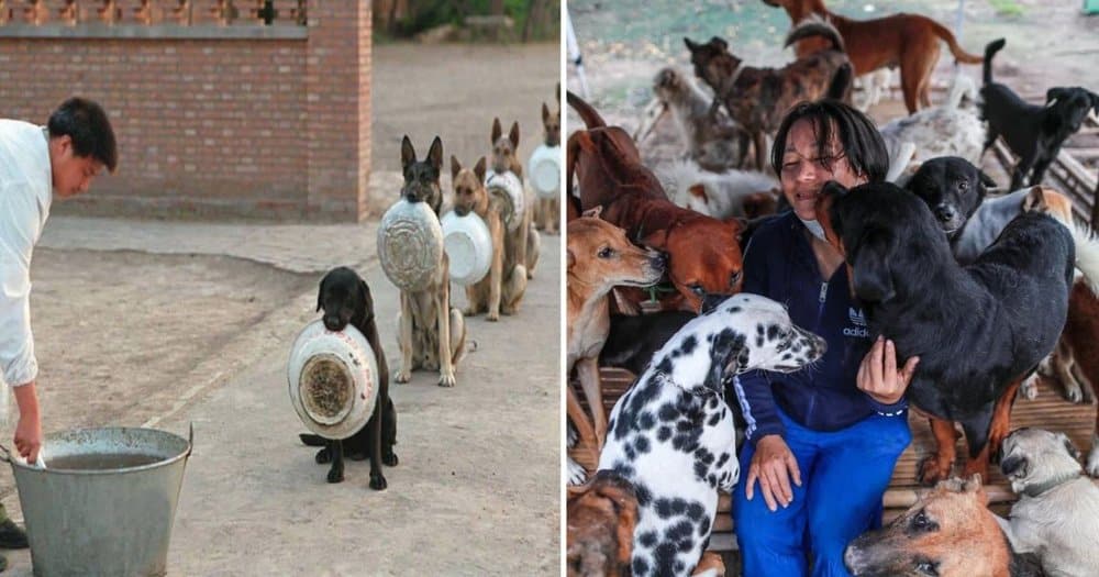 Viral Photo Of Abandoned Dogs Waiting For Food Sparks Global Concern