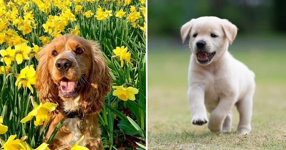 When Should Your New Puppy Explore The Garden