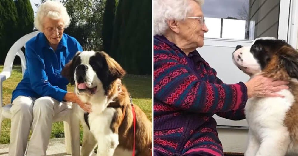 Widow Finds Joy Again Through An Unlikely Friendship With A Saint Bernard