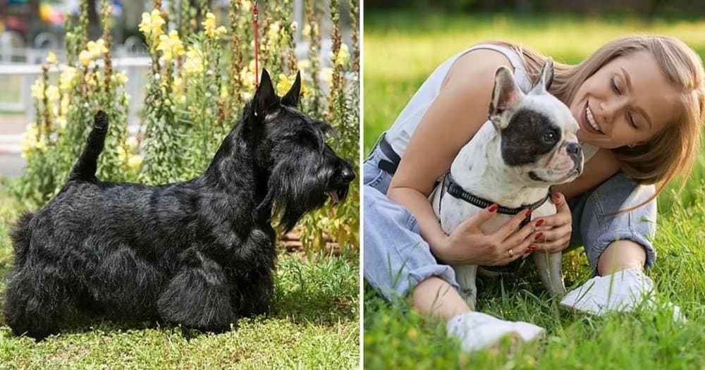 Your Dog Can Suffer From Seasonal Allergies Too Here’s How To Spot And Manage Them