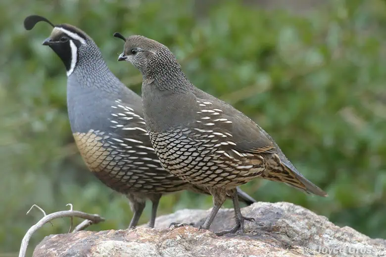 California’s State Bird The California Valley Quail and Where to Spot