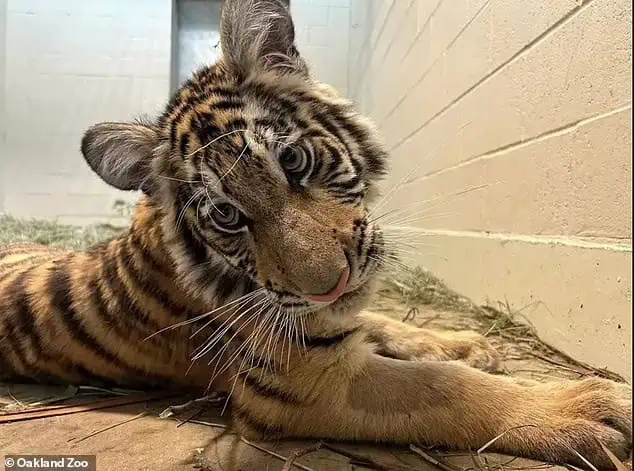 Tiger cub finds love and care after гeѕсᴜe! 1 Image