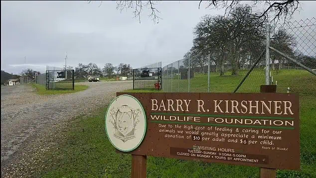 Tiger cub finds love and care after гeѕсᴜe! 2 Image