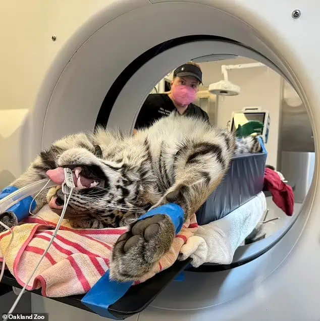 Tiger cub finds love and care after гeѕсᴜe! 3 Image