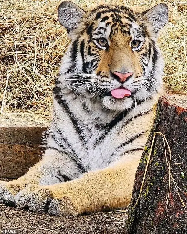 Tiger cub finds love and care after гeѕсᴜe! 4 Image