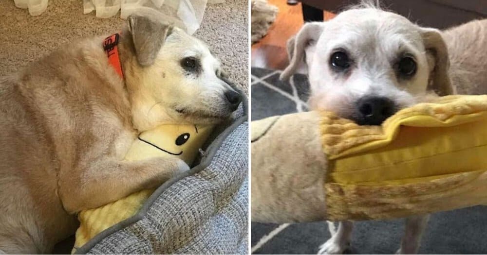 20 Year Old Dog Cherishes Her Stuffed Banana Toy