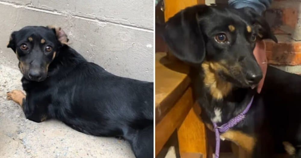 A Betrayed Pup Finds Hope In A Kind Woman's Embrace