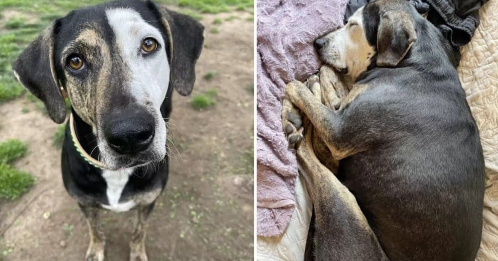 A Dog’s First Nap On A Cozy Bed After A Life Outdoors