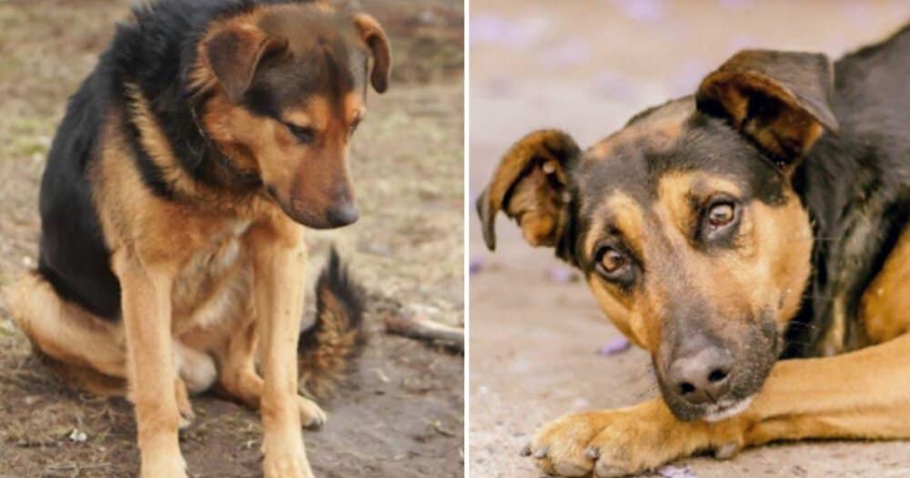 A Heartwarming Rescue Dog Waits A Week For Owner Who Never Returns