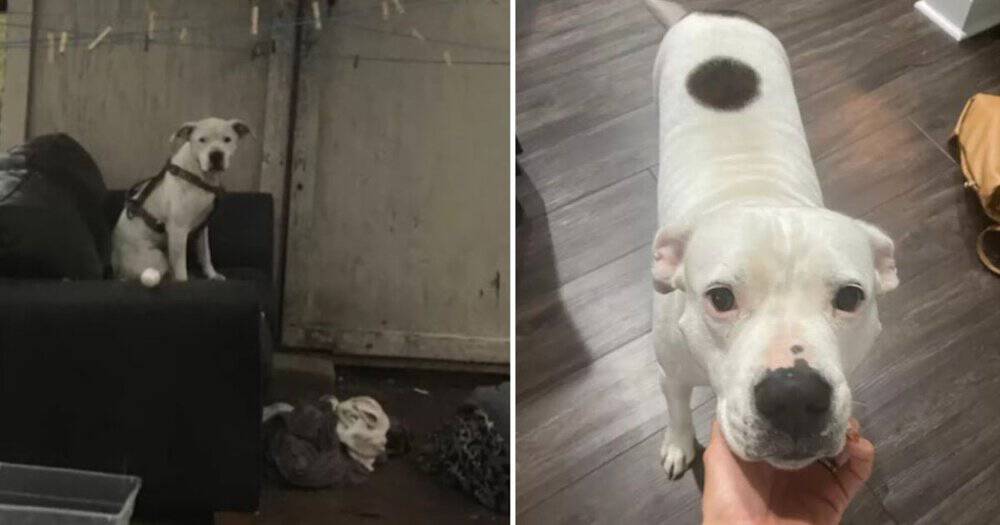 Abandoned Dog Waits In The Rain For His Family Hoping They’ll Return