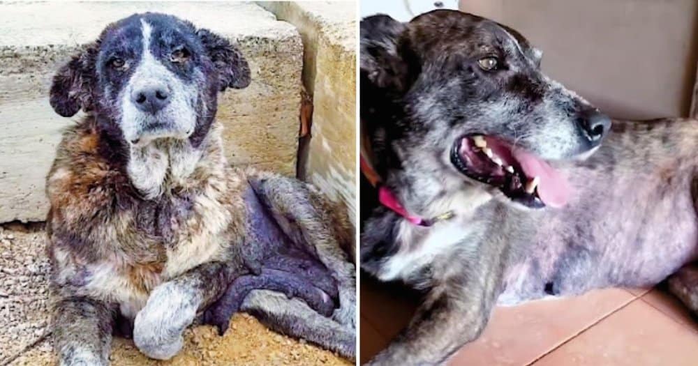 Abandoned And Suffering This Dog Was Rescued From A Landfill And Given A New Life