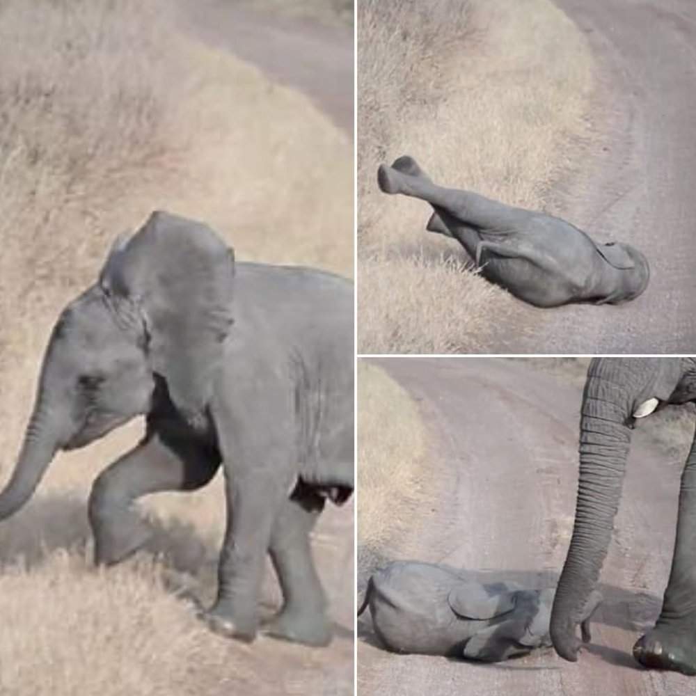 Baby Elephant Throws a Tantrum, but Parents Remain Unfazed (VIDEO