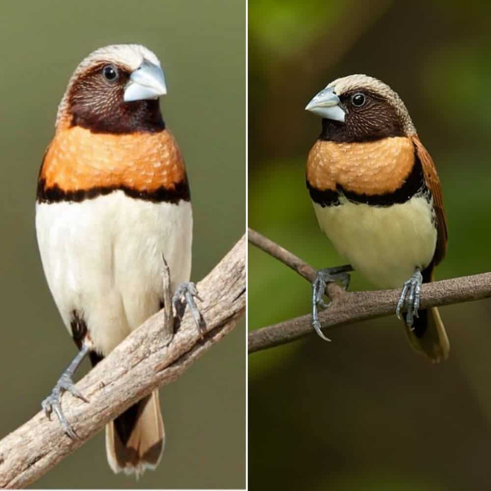 Discover The Subtle Beauty Of The Chestnut Breasted Mannikin A Bird Of Soft Browns And Vibrant Orange