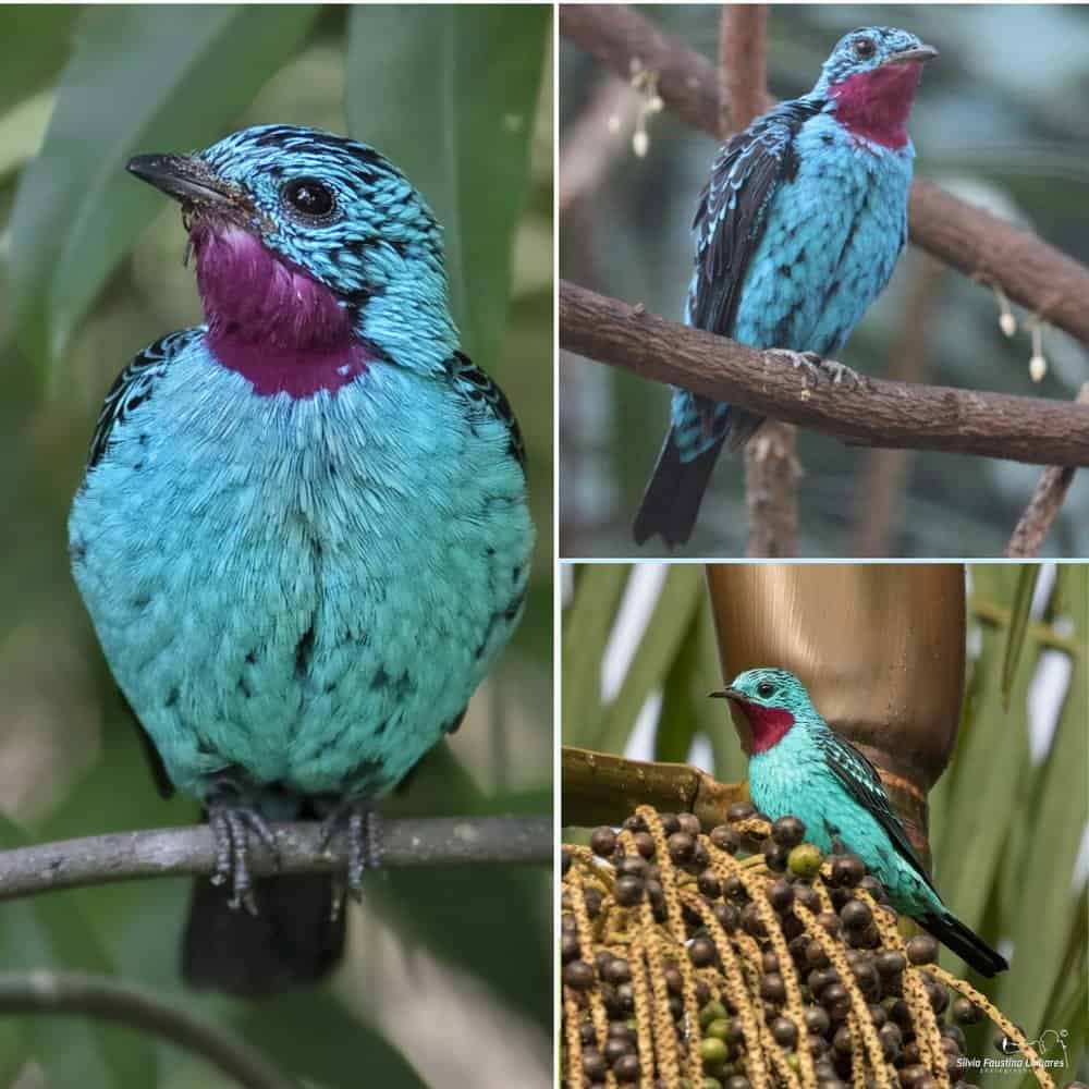 Discover The Vibrant Beauty Of The Spangled Cotinga A Jewel Of The Rainforest