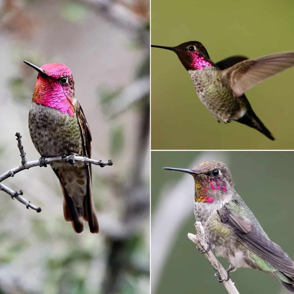 Discovering Annas Hummingbird Natures Remarkable Tiny Aviator