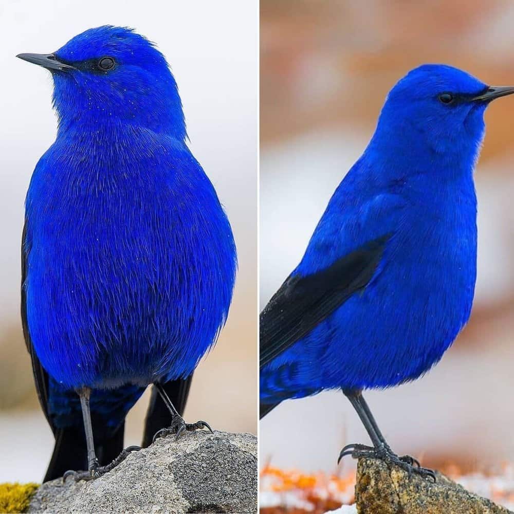 Discovering The Stunning Grandala Coelicolor A Bird Draped In Vivid Blue