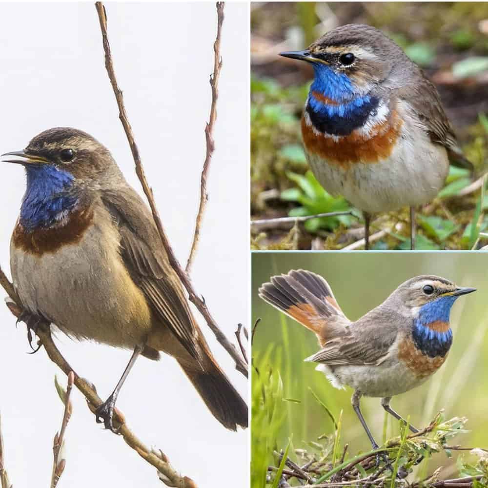 Discovering The Unique Songs Of The Bluethroat Bird