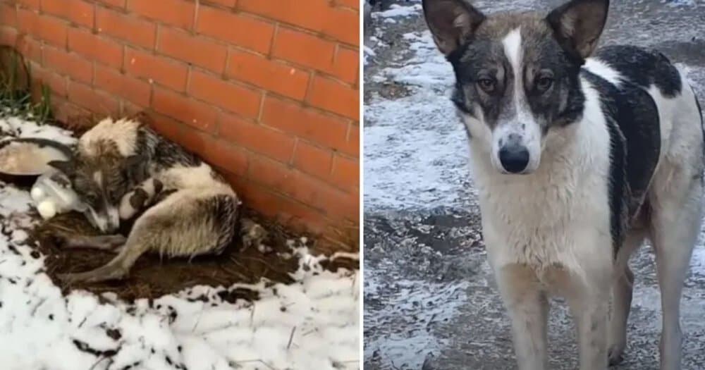 Dog Abandoned But Resilient A Heartwarming Rescue Story