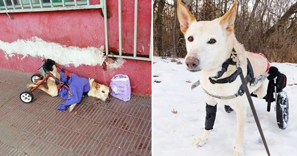 Dog Abandoned With A Bag Of Diapers Finds Love Before Passing Away