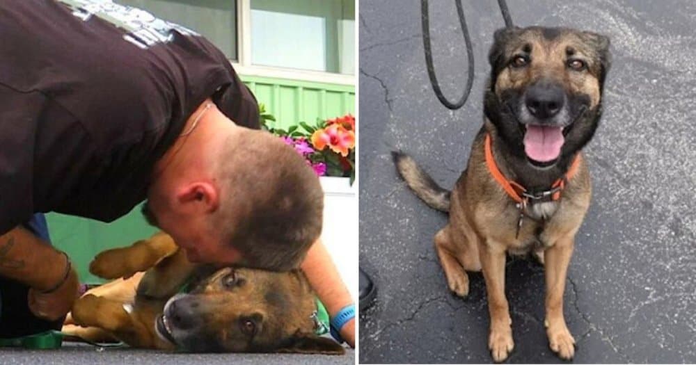 Dog Rescued After Fall Finds New Purpose As Veteran’s Service Dog