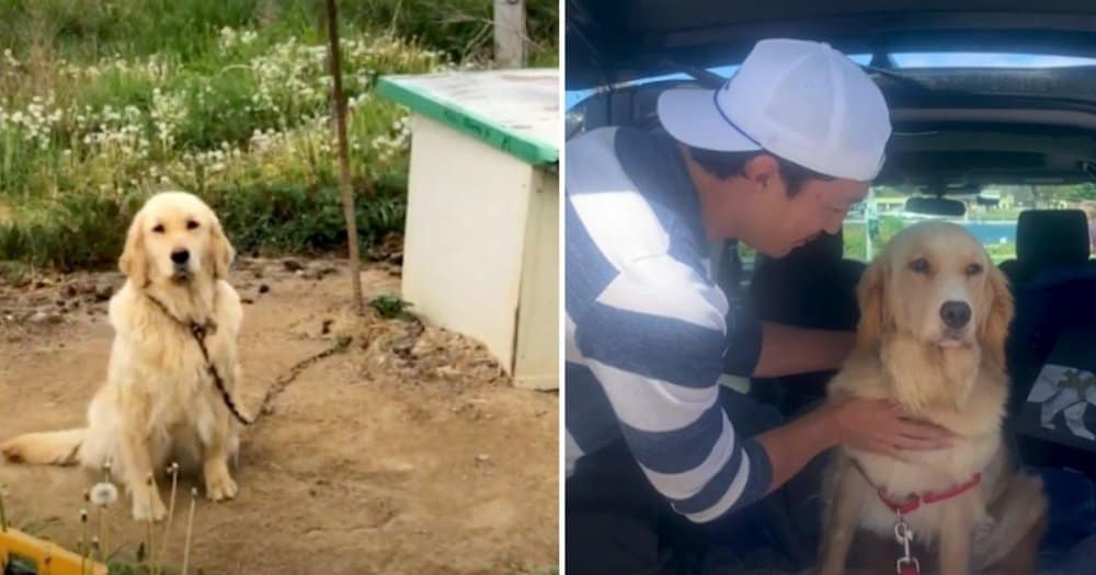 From Neglect To Love How An Actor Gave A Rescued Dog A New Life