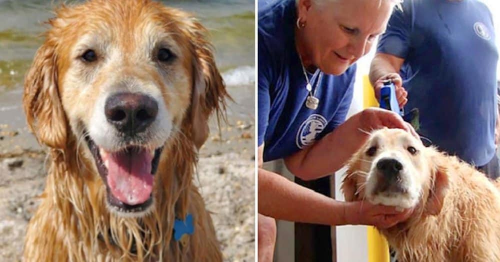 Golden Retriever Found After 16 Days Missing Rescued From Jersey Shore Waters