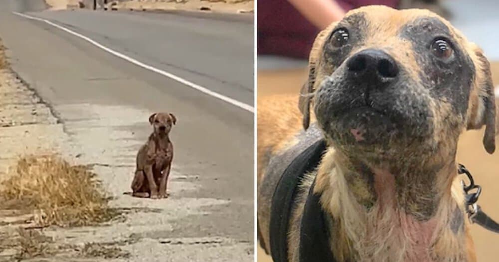 He Waited Alone His Fur Dull But His Spirit Unbroken