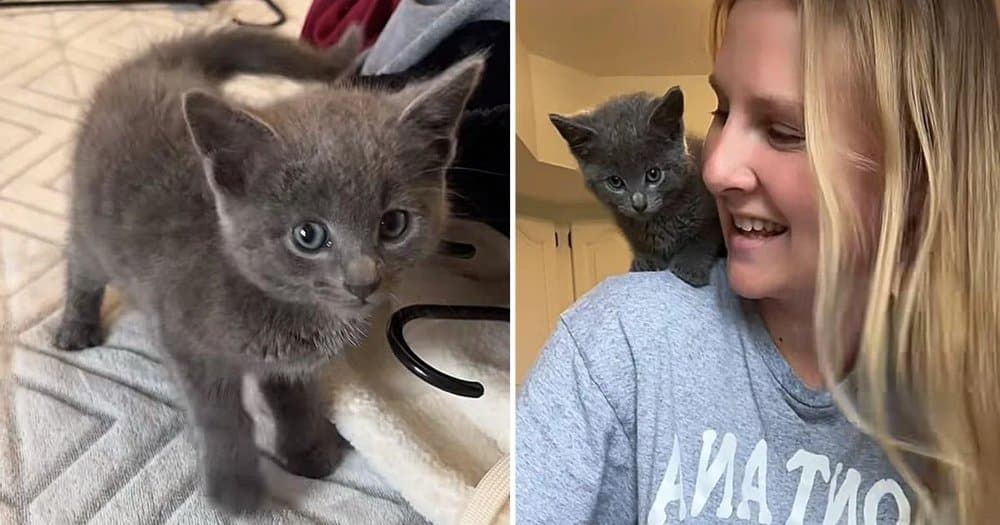 Kitten Finds A New Home After Approaching A Man In His Yard And Refusing To Leave