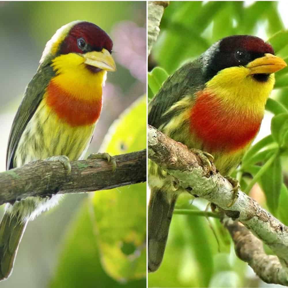 Lemon Throated Barbet A Vibrant Bird Of South Americas Cloud Forests
