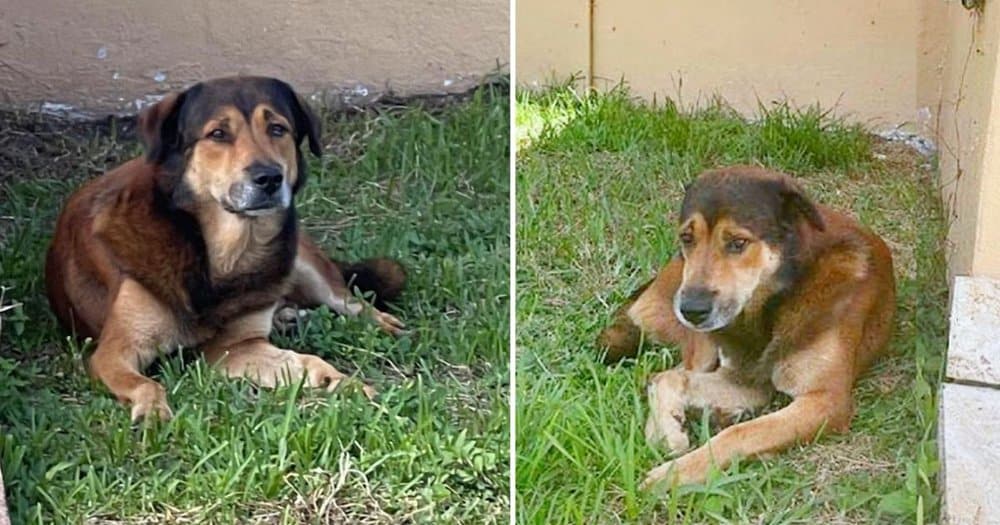 Loyal Dog Waits Over A Month Outside Abandoned Home Hoping For Family’s Return