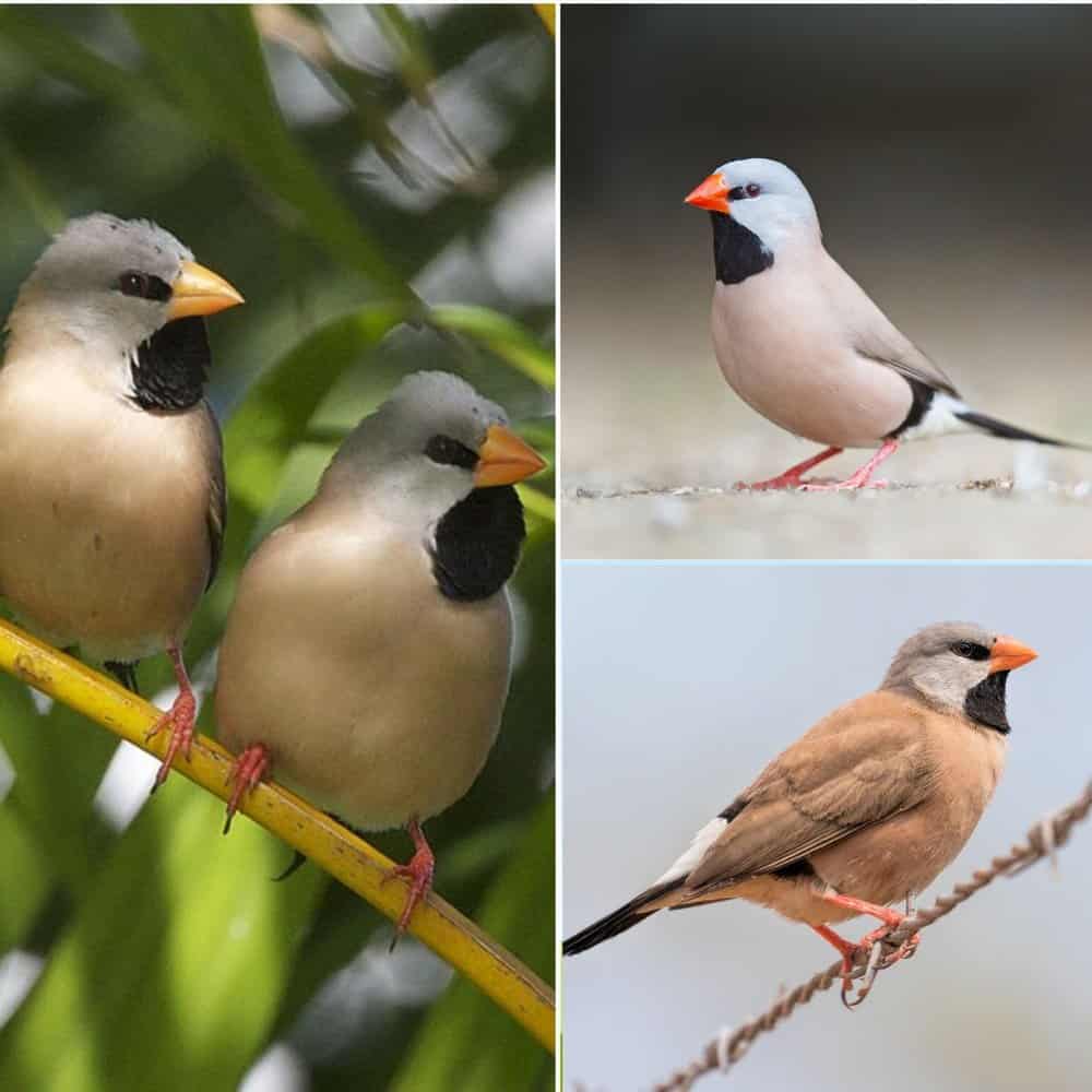 Meet The Graceful Long Tailed Finch A Bird Of Subtle Beauty In Soft Pinks And Blue Greys