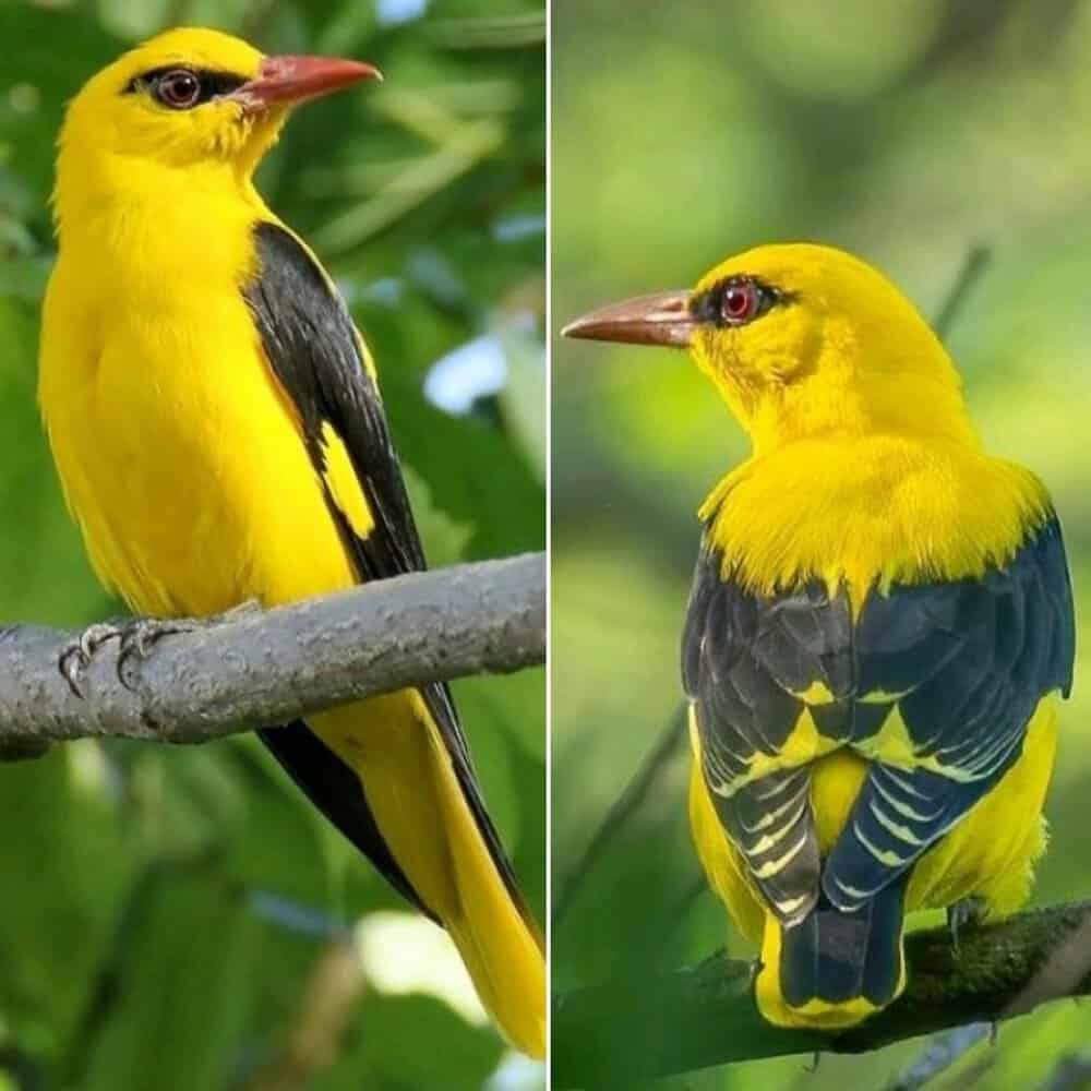 Meet The Indian Golden Oriole A Stunning Yellow Bird With Striking Black Features
