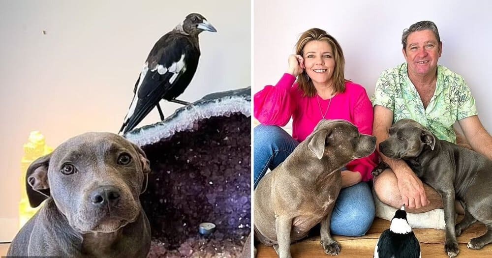 Molly The Magpie Returns Home After Controversial Removal