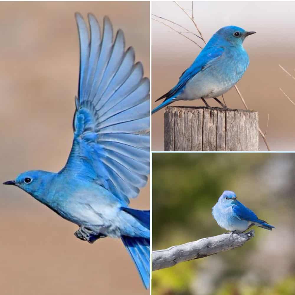 Mountain Bluebirds Sky Blue Wonders Of The Wild