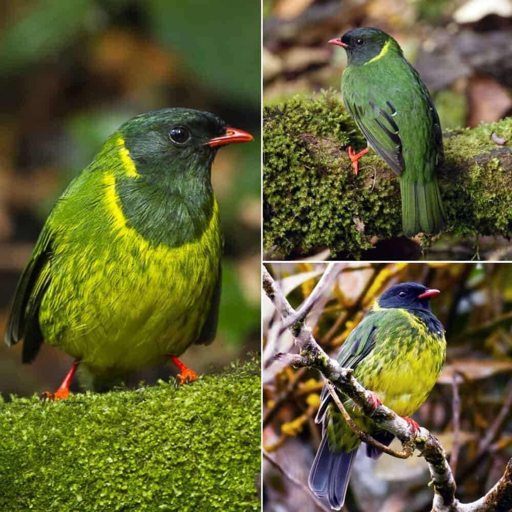 Natures Marvel The Stunning Green And Black Fruiteater
