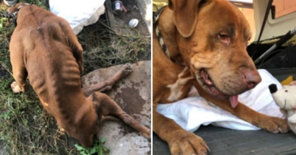 Paralyzed Dog Crawls Out From Beneath Abandoned House Into Rescuer’s Arms (video)