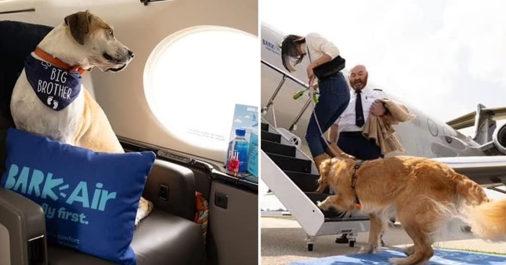 Pet Brand Introduces Luxury Private Jet Service For Dogs At 8000 A Ticket